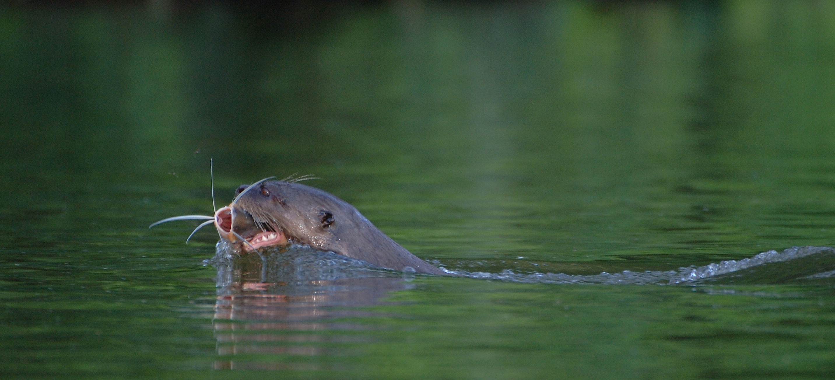 Wildlife of Manu and Tambopata: monkeys, birds, mammals
